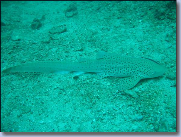 006. Leopard shark.jpg